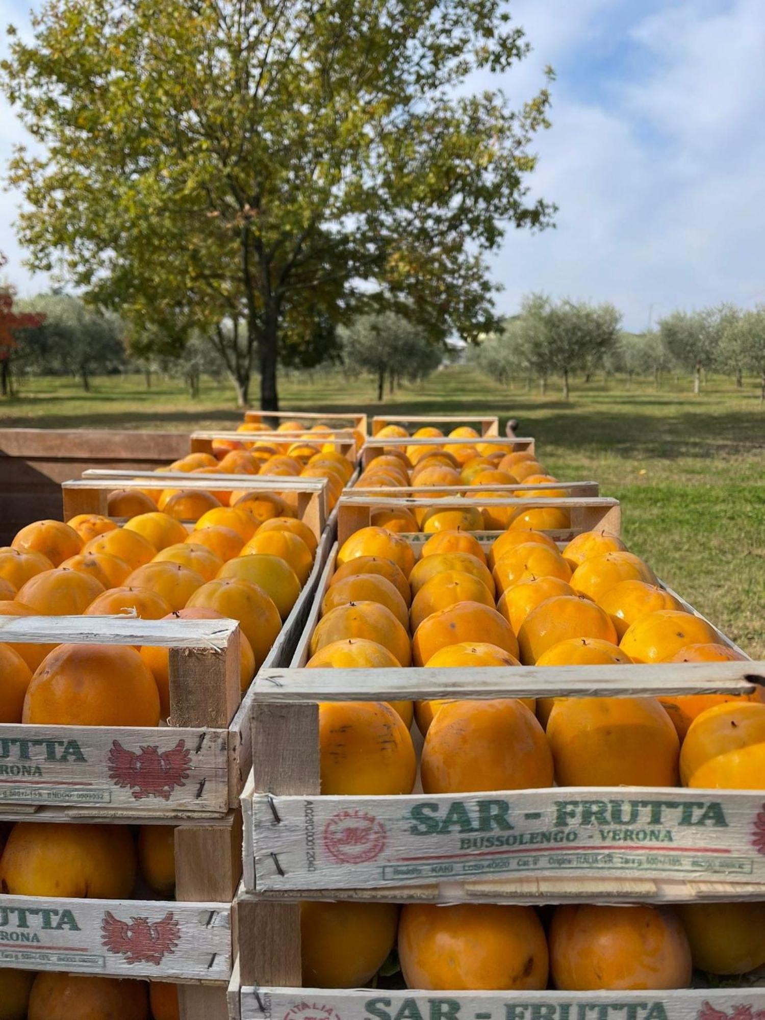 Agriturismo Colombare Teboi Lazise Buitenkant foto