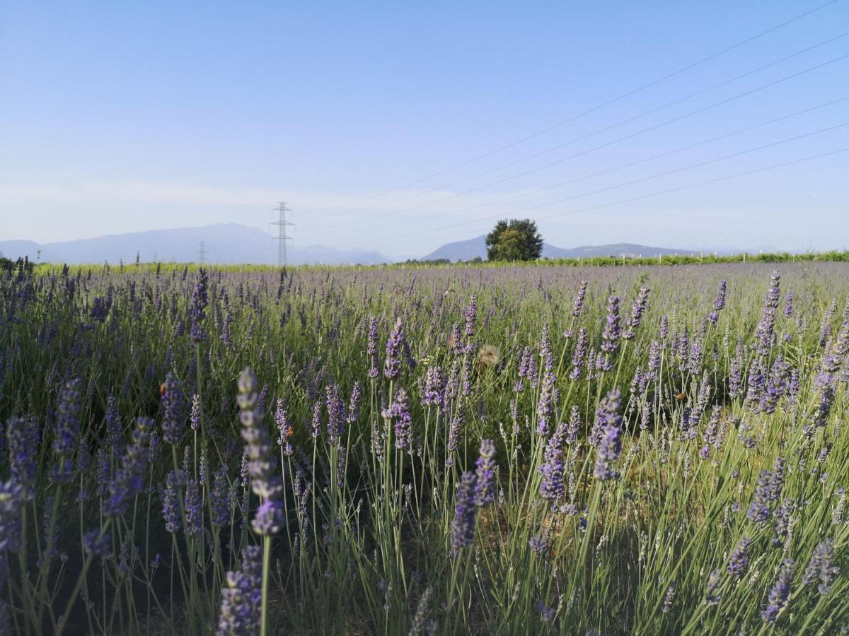 Agriturismo Colombare Teboi Lazise Buitenkant foto